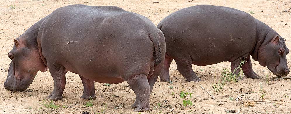 Hippopotomi on dry land